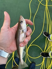 Merlangius merlangus