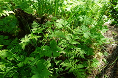 Anemonastrum baicalense