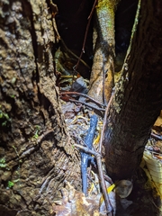 Plethodon cylindraceus