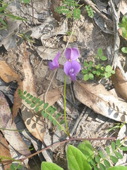 Swainsona oroboides