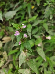 Stachys aspera