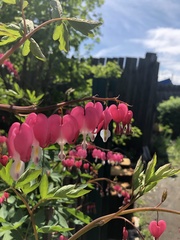 Lamprocapnos spectabilis