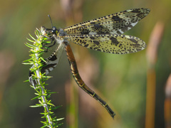 Palpares speciosus