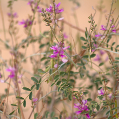 Indigofera brevidens