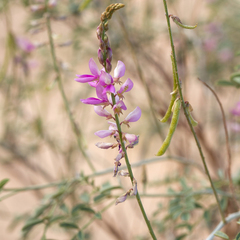 Indigofera brevidens