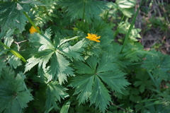 Trollius sajanensis