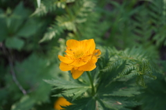 Trollius sajanensis