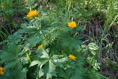 Trollius sajanensis