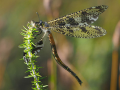 Palpares speciosus