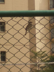 Passer domesticus