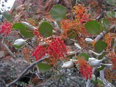 Grevillea wickhamii