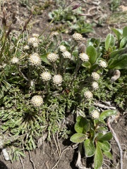 Antennaria monocephala