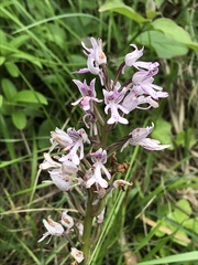 Orchis militaris