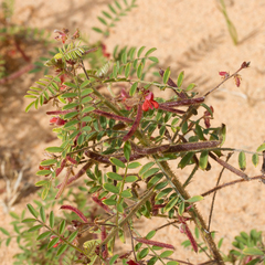 Indigofera colutea