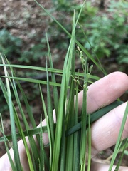 Dichanthelium angustifolium