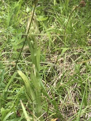 Himantoglossum hircinum