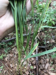 Dichanthelium angustifolium