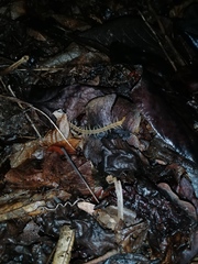 Cormocephalus guildingii