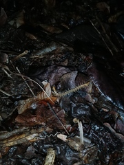 Cormocephalus guildingii
