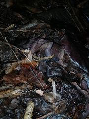 Cormocephalus guildingii