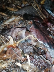Cormocephalus guildingii