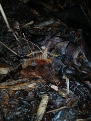 Cormocephalus guildingii