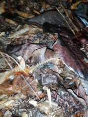 Cormocephalus guildingii