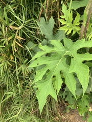 Bocconia frutescens