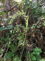 Elymus californicus