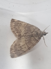 Hydriomena impluviata