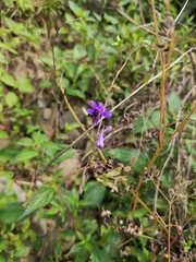 Delphinium anthriscifolium