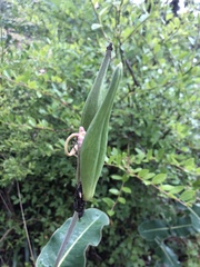Asclepias amplexicaulis
