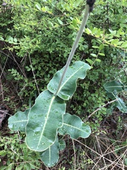 Asclepias amplexicaulis