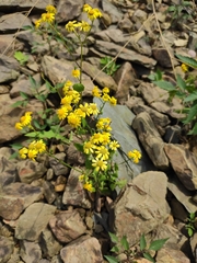 Sinosenecio oldhamianus
