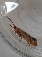 Limnephilus marmoratus