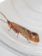 Limnephilus marmoratus