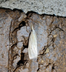 Diatraea evanescens