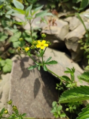 Potentilla kleiniana