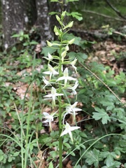 Platanthera bifolia