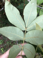 Carya pallida