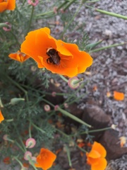 Bombus californicus