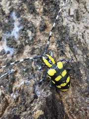 Anoplophora horsfieldii