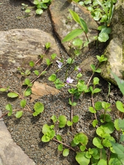 Mazus miquelii