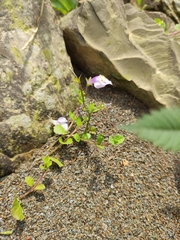 Mazus miquelii