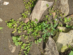 Mazus miquelii