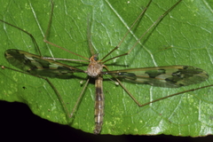Leptotarsus binotatus