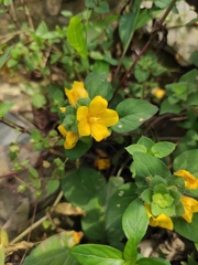 Lysimachia pseudohenryi