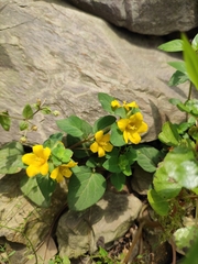 Lysimachia pseudohenryi