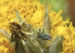 Macrotylus intermedius