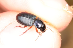 Harpalus rubripes